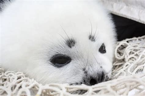 Whitecoat Baby Seals Are The Most Adorable Thing Youll Ever See