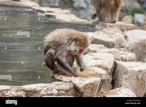 Japanese Macaques Or Snow Monkey S In And Around A Hot Spring At Summer Time Stock Photo Alamy