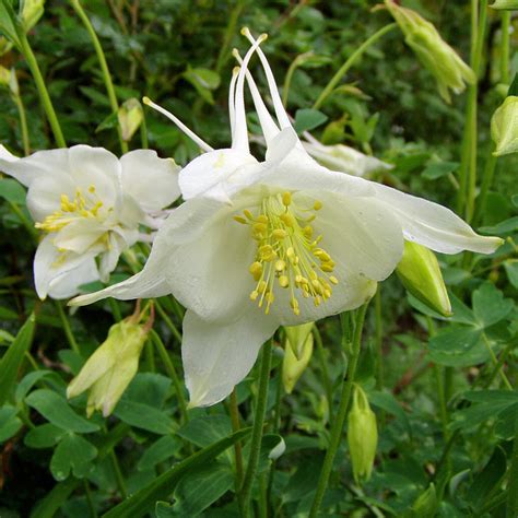 Akelei Kristall Aquilegia Caerulea Kristall Die Akelei Besticht