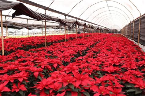 La Flor De Nochebuena También Tiene Propiedades Medicinales Y Estas Son