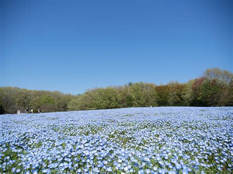 まさに今日、アイスランドポピーとネモフィラが見頃を迎えています！（国営武蔵丘陵森林公園） Sotokoto Online（ソトコトオンライン） 未来をつくるsdgsマガジン