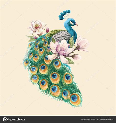 Watercolor Peacock Vector Illustration — Stock Vector © Zeninaasya