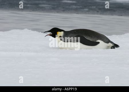 Emperor penguin eating snow Stock Photo - Alamy