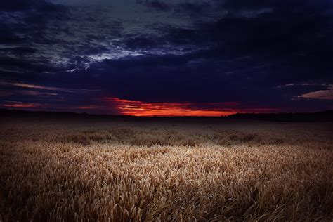 HD Wallpaper Brown Wheat Field Grass Sky Plants Clouds Growth