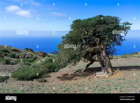 Sabina Tree Hi Res Stock Photography And Images Alamy