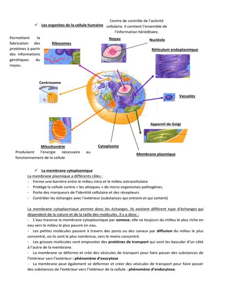 Les Organites De La Cellule Humaine La Membrane Cytoplasmique