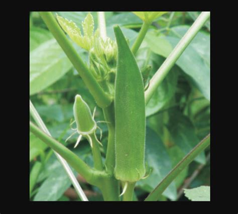 Lady Finger Seed in Ahmedabad महलओ क लए फगर बज अहमदबद