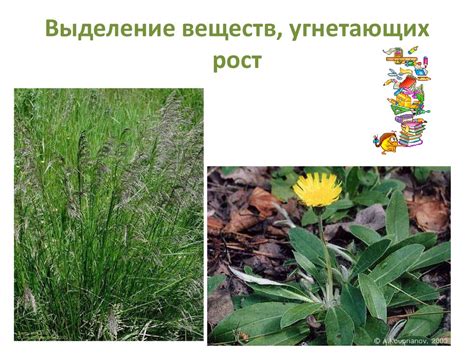 Влияние растений друг на друга - online presentation