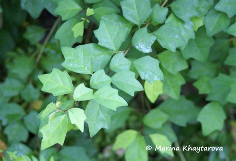 Trees of Tropical Asia - Gmelina asiatica