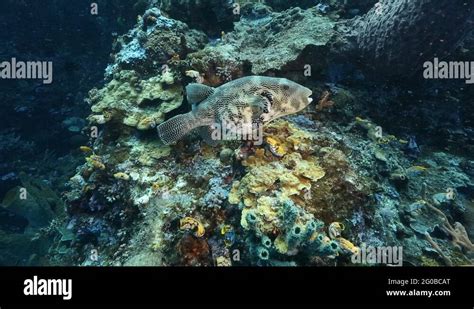 Mappa fish Stock Videos & Footage - HD and 4K Video Clips - Alamy