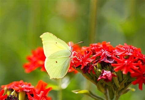 Outdoors A Blooming Lychnis Chalcedonica Plant Attracts A Common