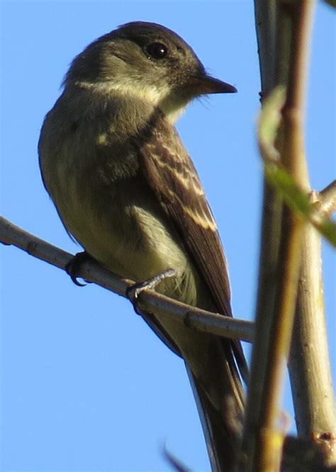 Flycatchers In Virginia Help Me Identify A North American Bird Whatbird Community