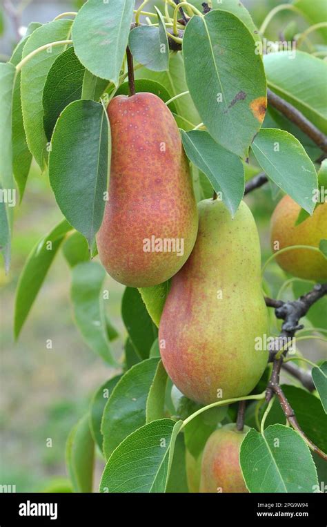 In The Orchard Pears Ripen On The Tree Branch Stock Photo Alamy