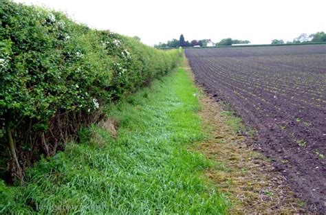 Protecting hedgerows: share your views – Farming