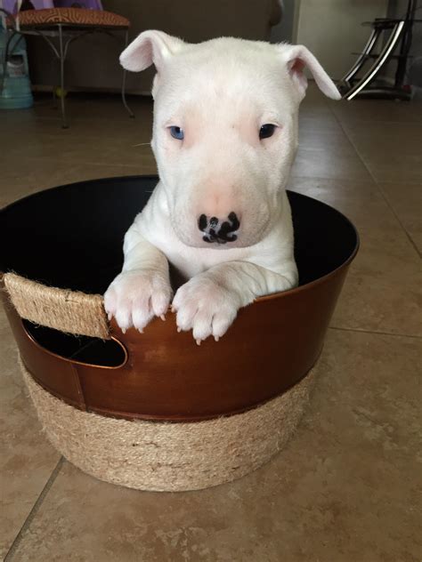 My boy, Cain turns 1 tomorrow! This is the first picture I saw of him ...