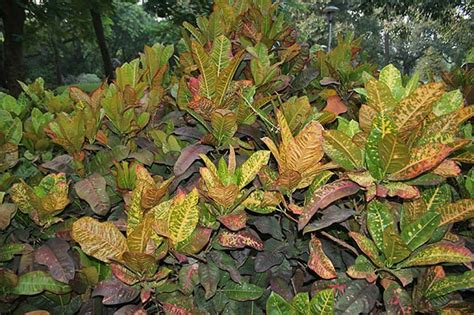 Como Plantar Cróton Cuidados Com Codiaeum Variegatum