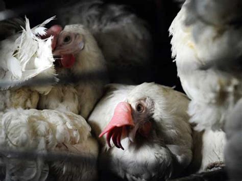 Bird Flu Avian Influenza Causes Symptoms Risk Factors Diagnosis