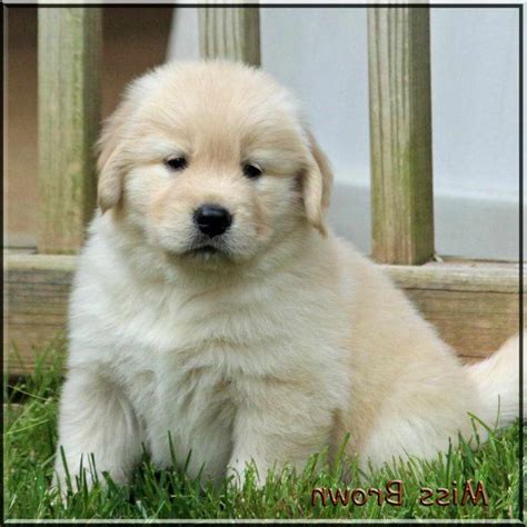 Cheap Golden Retriever Puppies Near Me