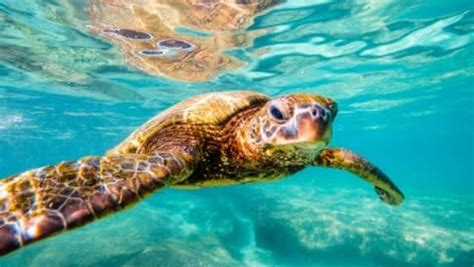 Tempat Menarik Di Pulau Perhentian Cuti Viral