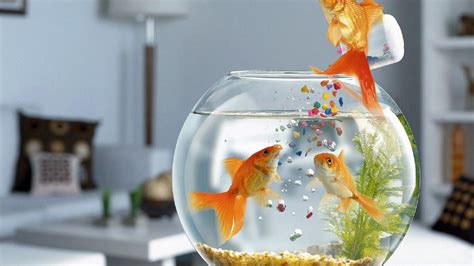 Cute Fish Wallpapers - Top Free Cute Fish Backgrounds - WallpaperAccess