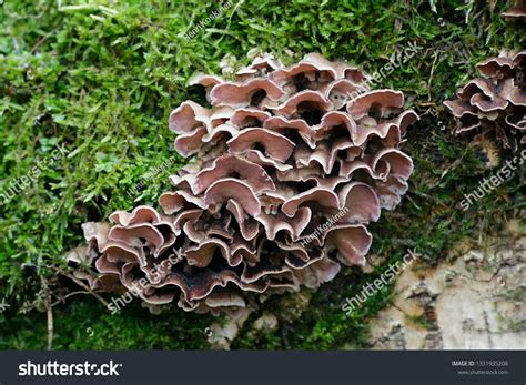 Silverleaf Fungus Chondrostereum Purpureum Biological Control Stock