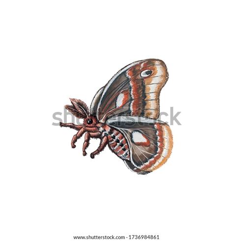 Watercolor Illustration Large Fluffy Brown Butterfly Stock Illustration