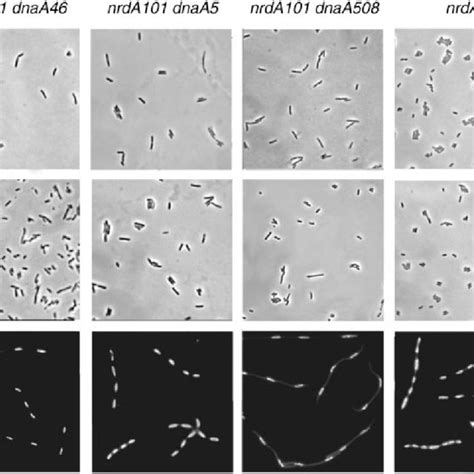 Phase Contrast Microscopy Of Cells Of The Nrda101 Nrda101 Dnaa46 Download Scientific Diagram