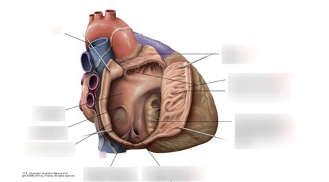 Right atrium diagram Diagram | Quizlet