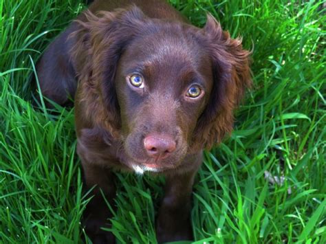 Liver working cocker spaniel puppy - 4 months old | Cocker spaniel dog, Working spaniel, Cocker ...