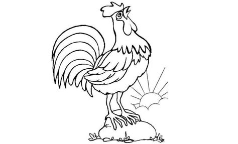11 Contoh Sketsa Ayam Yang Mudah Dan Simple Broonet Sketsa Ayam