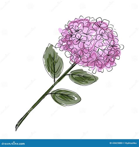 Sketch Of Hydrangea Flower For Your Design Stock Vector Image 43623880