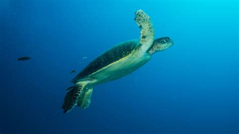 Green Turtle - Great Barrier Reef Foundation