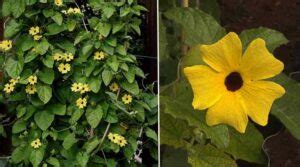 18 Yellow Flowering Vines With Pictures Identification Guide