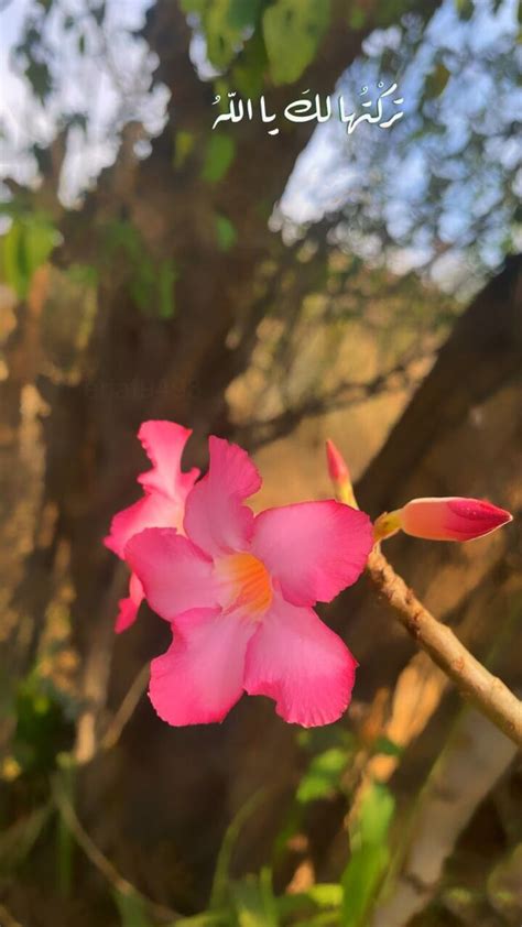 A Pink Flower With Arabic Writing On It