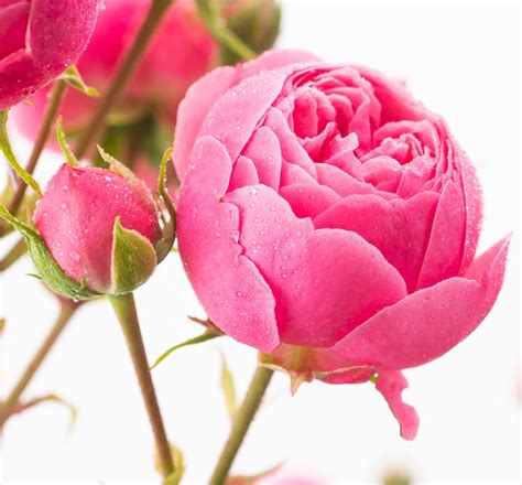 Rose Pomponella - Rosa Pomponella günstig kaufen
