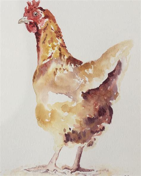 Chicken Hen Watercolour Illustration Artwork By Christine Dobbin