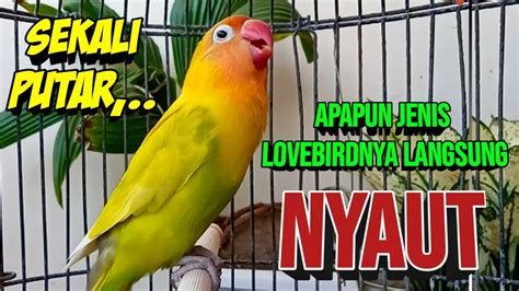 Apapun Jenis Lovebirdnya Langsung NYAMBAR Lovebird Fighter Ngekek