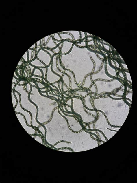 View Of Spirulina From A Microscope Stock Photo Image Of Jewellery