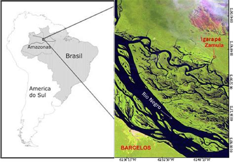 Igarap Zamula Pr Ximo Cidade De Barcelos M Dio Rio Negro Estado Do