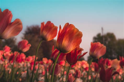 Download Red Tulips Flower Garden Hd Wallpaper