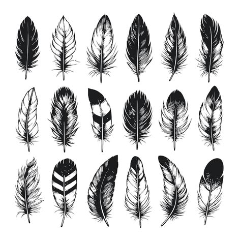 Premium Vector Set Of Bird Feathers Isolated On White Vector Creative