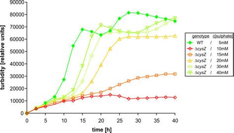 Growth Of The C Glutamicum Wild Type And The Δcysz Mutant Strain In