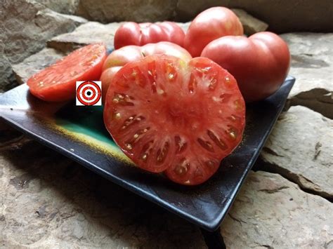 Brandywine Pink Tomato Heirloom Tomatoes Bounty Hunter Seeds