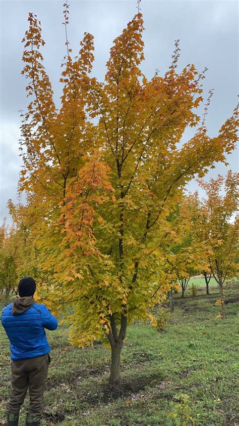 Клён мелколистный лучшей по цене 40000 руб. в Москве - купить саженцы ...