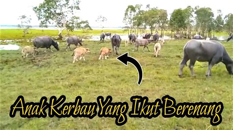 Puluhan Anak Kerbau Yang Ikut Berenang Masuk Rawa Bersama Induk Nya