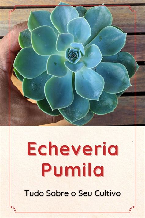 Echeveria Pumila Tudo Sobre Essa Suculenta Suculentas Echeveria