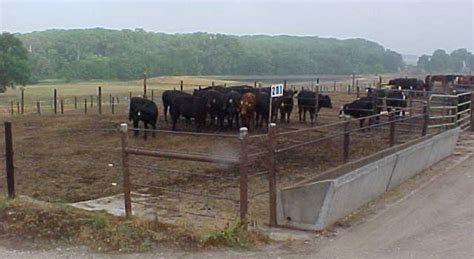 Meeting Water Needs Of Cattle In The Feedlot UNL Water