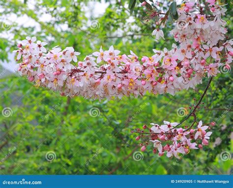 Pink Cassia Flower. Royalty Free Stock Photo - Image: 24920905