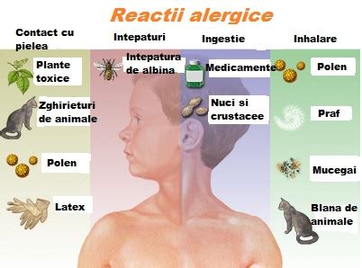 Totul Despre Alergii Simptome Tratament Preven Ie Eurolab