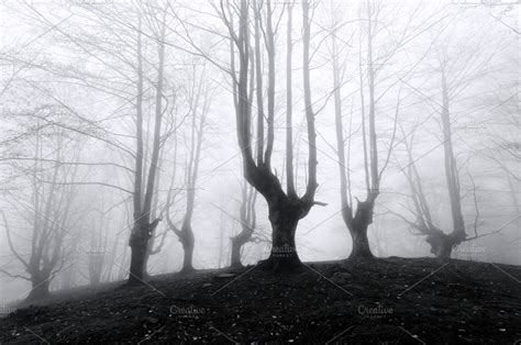 Spooky Forest With Scary Trees High Quality Nature Stock Photos